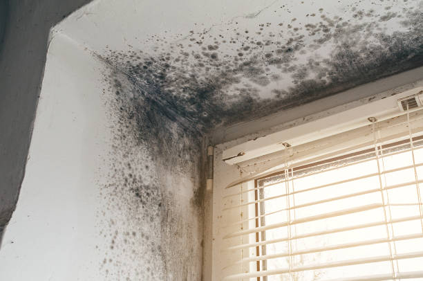 Trusted Black Mold Removal service in Mount Holly, NJ - Cheap Mold Removal