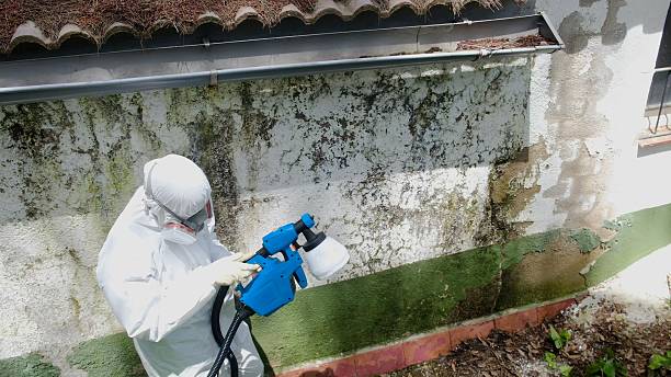 Trusted Commercial Mold Remediation service in Mount Holly, NJ - Cheap Mold Removal